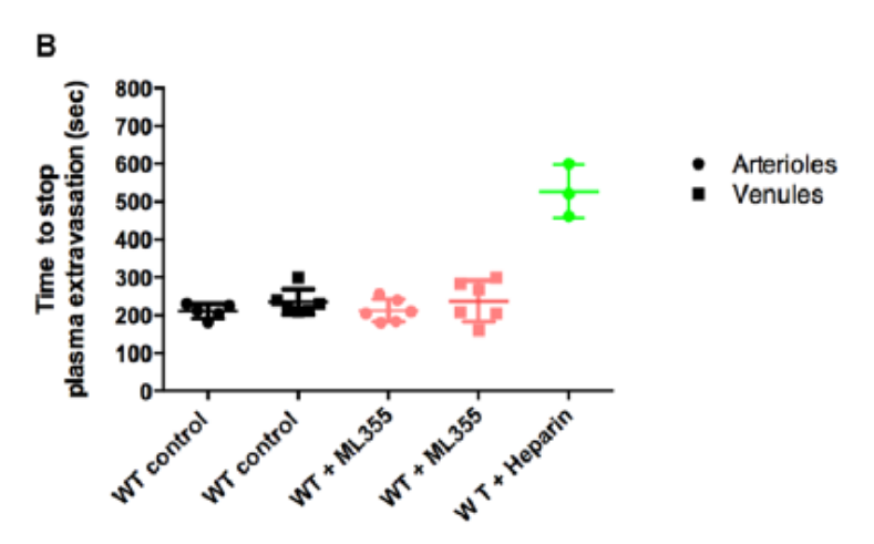 Graph showing similar time to stop plasma extravasation in WT control and ML355-treated mice, with substantially longer times after heparin treatment.